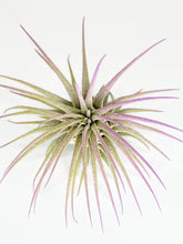 Load image into Gallery viewer, Lavender Ionantha Guatemala Tillandsia Air Plant, Guatemala Air Plant, Air Plant, Airplant, Wholesale Terrarium, Enhanced AirPlants