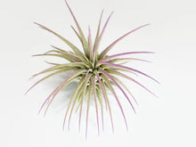 Load image into Gallery viewer, Lavender Ionantha Guatemala Tillandsia Air Plant, Guatemala Air Plant, Air Plant, Airplant, Wholesale Terrarium, Enhanced AirPlants
