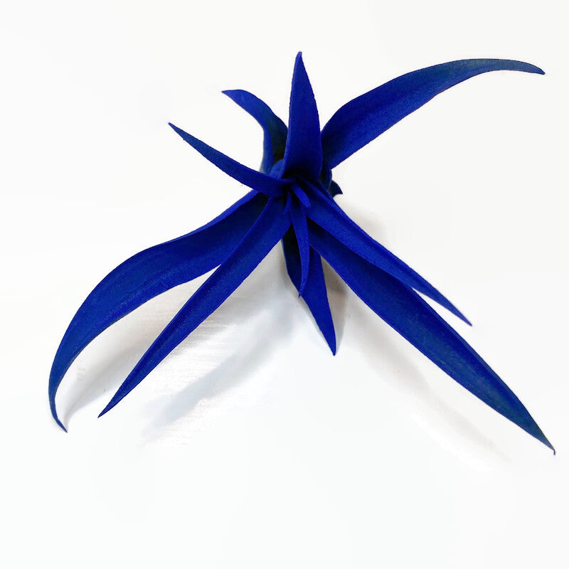 blue air plants Blue Tillandsia Capitata Air Plant, Ionantha Air Plant, Air Plants, Beach Wedding Decor, Wedding Favor, Tillandsia, Terrarium