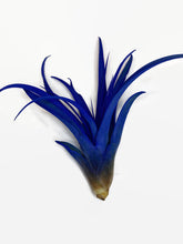 Load image into Gallery viewer, Blue Tillandsia Capitata Air Plant, Ionantha Air Plant, Air Plants, Beach Wedding Decor, Wedding Favor, Tillandsia, Terrarium