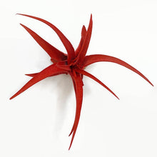 Load image into Gallery viewer, Red Tillandsia Capitata Air Plant, Ionantha Air Plant, Air Plants, Beach Wedding Decor, Wedding Favor, Tillandsia, Terrarium, Airplant