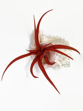 Load image into Gallery viewer, Red Tillandsia Capitata Air Plant, Ionantha Air Plant, Air Plants, Beach Wedding Decor, Wedding Favor, Tillandsia, Terrarium, Airplant