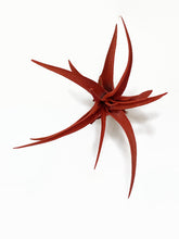 Load image into Gallery viewer, Red Tillandsia Capitata Air Plant, Ionantha Air Plant, Air Plants, Beach Wedding Decor, Wedding Favor, Tillandsia, Terrarium, Airplant