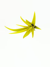 Load image into Gallery viewer, Yellow Tillandsia Capitata Air Plant, Ionantha Air Plant, Air Plants, Beach Wedding Decor, Wedding Favor, Tillandsia, Terrarium, Airplant