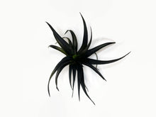Load image into Gallery viewer, Black Tillandsia Capitata Air Plant, Ionantha Air Plant, Air Plants, Beach Wedding Decor, Wedding Favor, Tillandsia, Terrarium