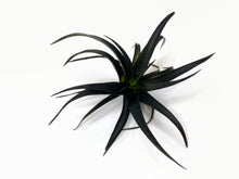 Load image into Gallery viewer, Black Tillandsia Capitata Air Plant, Ionantha Air Plant, Air Plants, Beach Wedding Decor, Wedding Favor, Tillandsia, Terrarium