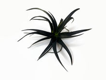 Load image into Gallery viewer, Black Tillandsia Capitata Air Plant, Ionantha Air Plant, Air Plants, Beach Wedding Decor, Wedding Favor, Tillandsia, Terrarium