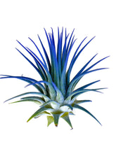 Load image into Gallery viewer, Blue Ionantha Guatemala Tillandsia Air Plant, Guatemala Air Plant, Air Plant, Airplant