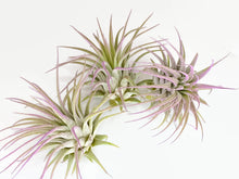 Load image into Gallery viewer, Lavender Ionantha Guatemala Tillandsia Air Plant, Guatemala Air Plant, Air Plant, Airplant, Wholesale Terrarium, Enhanced AirPlants