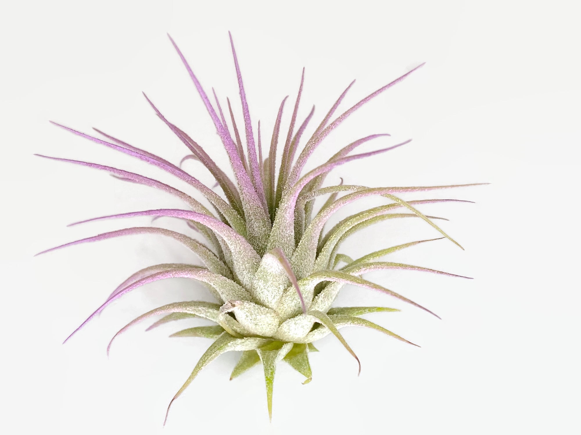 guatemala tillandsia air plant Lavender Ionantha Guatemala Tillandsia Air Plant, Guatemala Air Plant, – Florida Shells And More