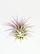 Load image into Gallery viewer, Lavender Ionantha Guatemala Tillandsia Air Plant, Guatemala Air Plant, Air Plant, Airplant, Wholesale Terrarium, Enhanced AirPlants