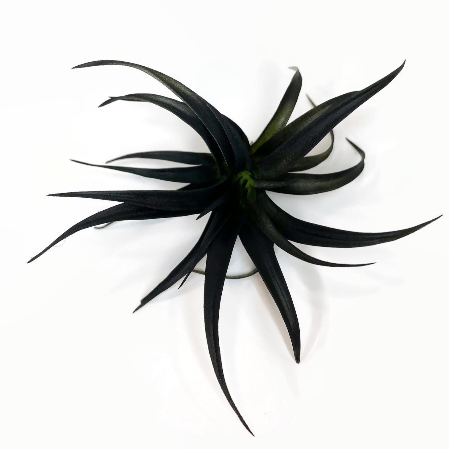 black air plant Black Tillandsia Capitata Air Plant, Ionantha Air Plant, Air Plants, Beach Wedding Decor, Wedding Favor, Tillandsia, Terrarium