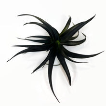 Load image into Gallery viewer, Black Tillandsia Capitata Air Plant, Ionantha Air Plant, Air Plants, Beach Wedding Decor, Wedding Favor, Tillandsia, Terrarium