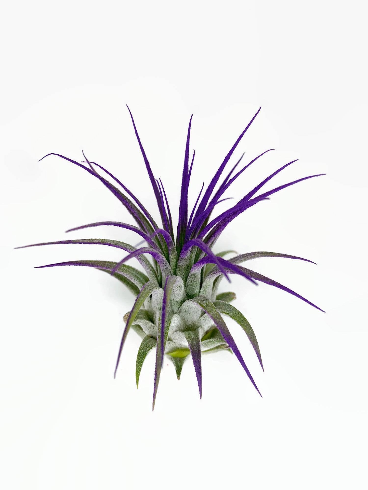 air plant wholesale Purple Ionantha Guatemala Tillandsia Air Plant, Guatemala Air Plant, A –  Florida Shells And More