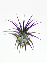 Load image into Gallery viewer, Purple Ionantha Guatemala Tillandsia Air Plant, Guatemala Air Plant, Air Plant, Airplant, Wholesale Terrarium, Enhanced AirPlants