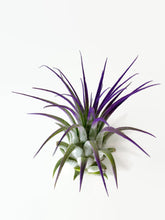 Load image into Gallery viewer, Purple Ionantha Guatemala Tillandsia Air Plant, Guatemala Air Plant, Air Plant, Airplant, Wholesale Terrarium, Enhanced AirPlants
