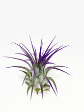Load image into Gallery viewer, Purple Ionantha Guatemala Tillandsia Air Plant, Guatemala Air Plant, Air Plant, Airplant, Wholesale Terrarium, Enhanced AirPlants