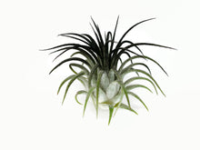 Load image into Gallery viewer, Black Ionantha Guatemala Tillandsia Air Plant, Guatemala Air Plant, Air Plant, Airplant, Wholesale Terrarium, Enhanced AirPlants
