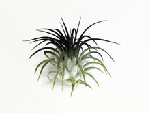 Load image into Gallery viewer, Black Ionantha Guatemala Tillandsia Air Plant, Guatemala Air Plant, Air Plant, Airplant, Wholesale Terrarium, Enhanced AirPlants
