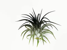 Load image into Gallery viewer, Black Ionantha Guatemala Tillandsia Air Plant, Guatemala Air Plant, Air Plant, Airplant, Wholesale Terrarium, Enhanced AirPlants