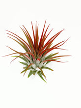 Load image into Gallery viewer, Red Ionantha Guatemala Tillandsia Air Plant, Guatemala Air Plant, Air Plant, Airplant, Wholesale Terrarium, Enhanced AirPlants