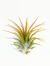 Load image into Gallery viewer, Orange Ionantha Guatemala Tillandsia Air Plant, Guatemala Air Plant, Air Plant, Airplant, Wholesale Terrarium, Enhanced AirPlants