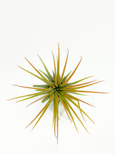 Load image into Gallery viewer, Orange Ionantha Guatemala Tillandsia Air Plant, Guatemala Air Plant, Air Plant, Airplant, Wholesale Terrarium, Enhanced AirPlants