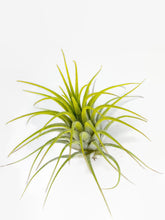 Load image into Gallery viewer, Yellow Ionantha Guatemala Tillandsia Air Plant, Guatemala Air Plant, Air Plant, Airplant, Wholesale Terrarium, Enhanced AirPlants