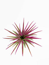 Load image into Gallery viewer, Pink Ionantha Guatemala Tillandsia Air Plant, Guatemala Air Plant, Air Plant, Airplant, Wholesale Terrarium, Enhanced AirPlants