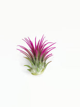 Load image into Gallery viewer, Pink Ionantha Guatemala Tillandsia Air Plant, Guatemala Air Plant, Air Plant, Airplant, Wholesale Terrarium, Enhanced AirPlants