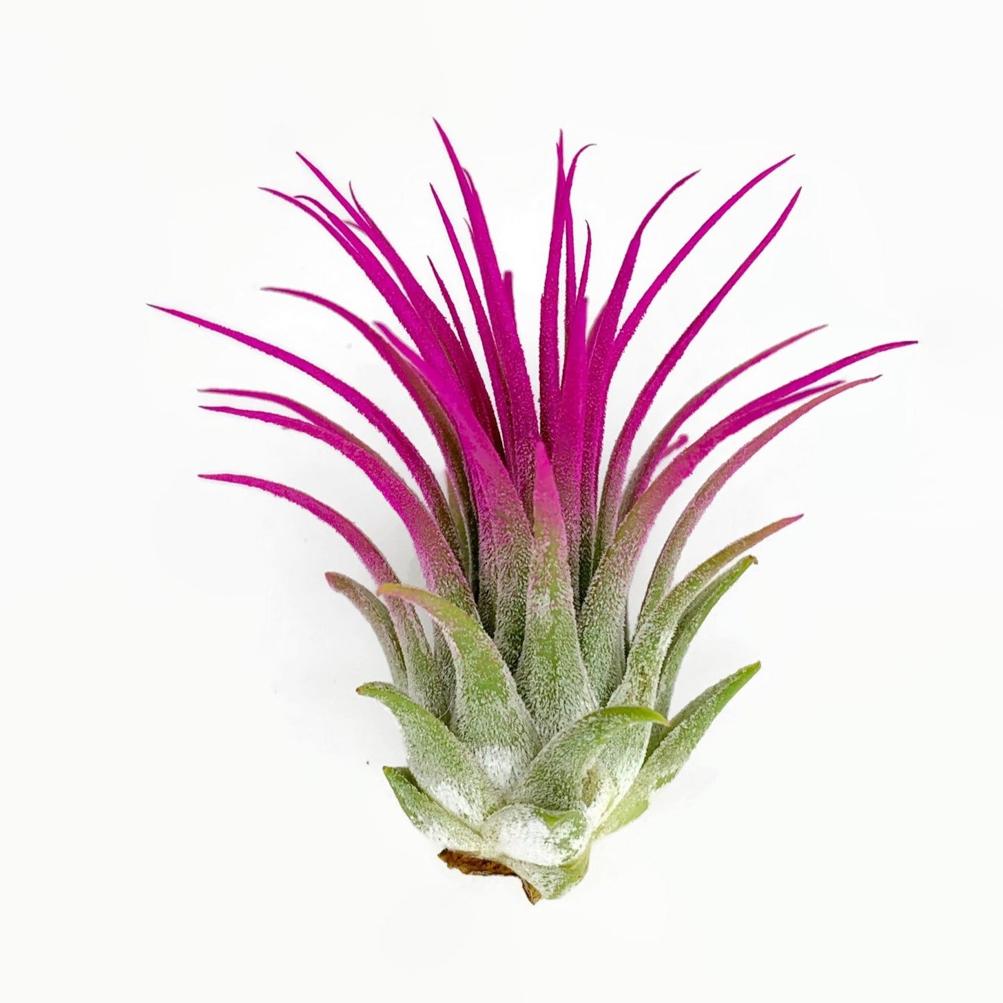 flowering air plants for sale Pink Ionantha Guatemala Tillandsia Air Plant, Guatemala Air Plant, Air Plant, Airplant, Wholesale Terrarium, Enhanced AirPlants
