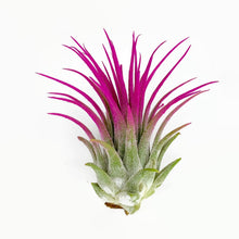 Load image into Gallery viewer, Pink Ionantha Guatemala Tillandsia Air Plant, Guatemala Air Plant, Air Plant, Airplant, Wholesale Terrarium, Enhanced AirPlants