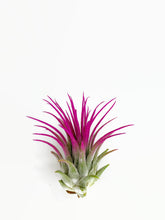 Load image into Gallery viewer, Pink Ionantha Guatemala Tillandsia Air Plant, Guatemala Air Plant, Air Plant, Airplant, Wholesale Terrarium, Enhanced AirPlants