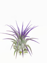 Load image into Gallery viewer, Purple Ionantha Guatemala Tillandsia Air Plant, Guatemala Air Plant, Air Plant, Airplant, Wholesale Terrarium, Enhanced AirPlants