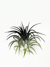 Load image into Gallery viewer, Black Ionantha Guatemala Tillandsia Air Plant, Guatemala Air Plant, Air Plant, Airplant, Wholesale Terrarium, Enhanced AirPlants