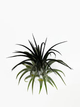 Load image into Gallery viewer, Black Ionantha Guatemala Tillandsia Air Plant, Guatemala Air Plant, Air Plant, Airplant, Wholesale Terrarium, Enhanced AirPlants