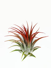 Load image into Gallery viewer, Red Ionantha Guatemala Tillandsia Air Plant, Guatemala Air Plant, Air Plant, Airplant, Wholesale Terrarium, Enhanced AirPlants