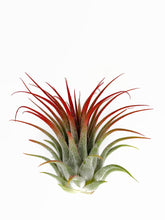 Load image into Gallery viewer, Red Ionantha Guatemala Tillandsia Air Plant, Guatemala Air Plant, Air Plant, Airplant, Wholesale Terrarium, Enhanced AirPlants