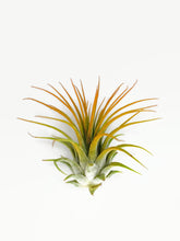 Load image into Gallery viewer, Orange Ionantha Guatemala Tillandsia Air Plant, Guatemala Air Plant, Air Plant, Airplant, Wholesale Terrarium, Enhanced AirPlants