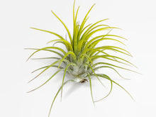 Load image into Gallery viewer, Yellow Ionantha Guatemala Tillandsia Air Plant, Guatemala Air Plant, Air Plant, Airplant, Wholesale Terrarium, Enhanced AirPlants