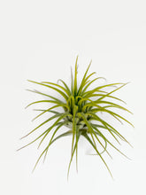 Load image into Gallery viewer, Yellow Ionantha Guatemala Tillandsia Air Plant, Guatemala Air Plant, Air Plant, Airplant, Wholesale Terrarium, Enhanced AirPlants