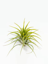 Load image into Gallery viewer, Yellow Ionantha Guatemala Tillandsia Air Plant, Guatemala Air Plant, Air Plant, Airplant, Wholesale Terrarium, Enhanced AirPlants