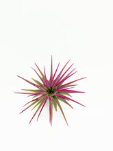 Load image into Gallery viewer, Pink Ionantha Guatemala Tillandsia Air Plant, Guatemala Air Plant, Air Plant, Airplant, Wholesale Terrarium, Enhanced AirPlants