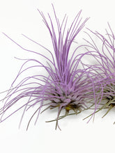 Load image into Gallery viewer, Lavender Ionantha Guatemala Thin Air Plant, Guatemala Air Plant, Air Plant, Airplant, Wholesale Terrarium, Enhanced AirPlants
