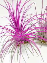 Load image into Gallery viewer, Pink Ionantha Guatemala Thin Air Plant, Guatemala Air Plant, Air Plant, Airplant, Wholesale Terrarium, Enhanced AirPlants