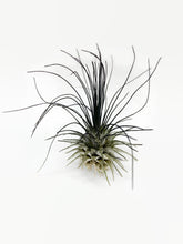 Load image into Gallery viewer, Black Ionantha Guatemala Thin Air Plant, Guatemala Air Plant, Air Plant, Airplant, Wholesale Terrarium, Enhanced AirPlants