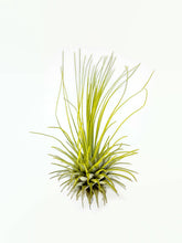Load image into Gallery viewer, Yellow Ionantha Guatemala Thin Air Plant, Guatemala Air Plant, Air Plant, Airplant, Wholesale Terrarium, Enhanced AirPlants