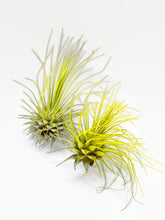 Load image into Gallery viewer, Yellow Ionantha Guatemala Thin Air Plant, Guatemala Air Plant, Air Plant, Airplant, Wholesale Terrarium, Enhanced AirPlants