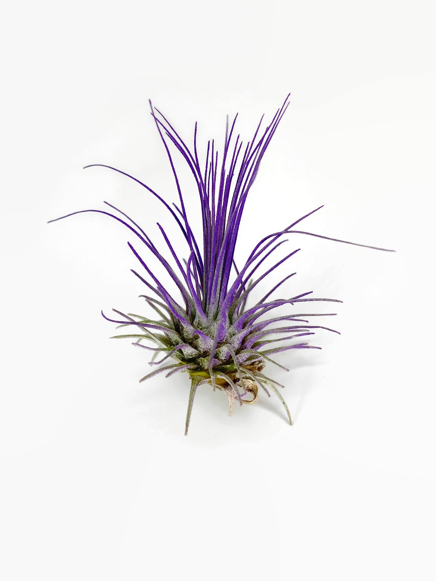 ionantha air plant care Purple Ionantha Guatemala Thin Air Plant, Guatemala Air Plant, Air Pla – Florida Shells And More