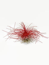 Load image into Gallery viewer, Red Ionantha Guatemala Thin Air Plant, Guatemala Air Plant, Air Plant, Airplant, Wholesale Terrarium, Enhanced AirPlants